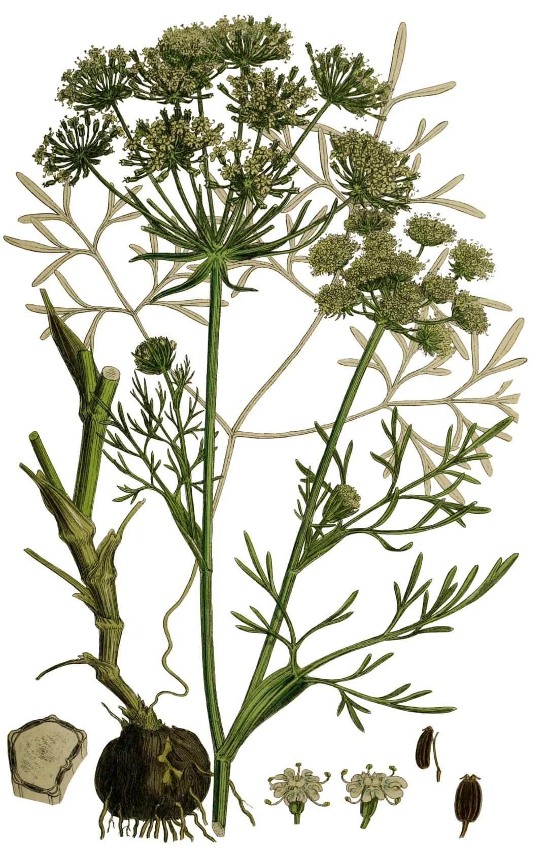 Bunium bulbocastanum - Photo 4 sur 6