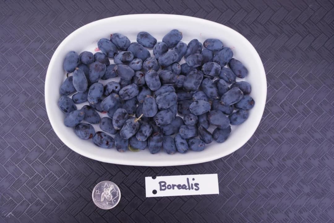 Lonicera caerulea borealis - Photo 6 sur 6