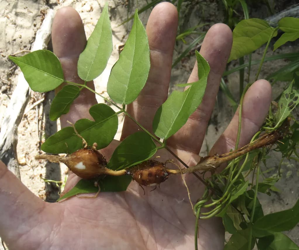 Apios americana - Photo 1 sur 5