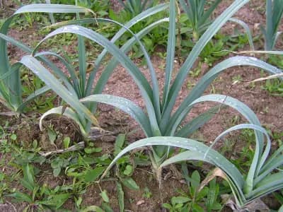 Photo de Poireau vivace classique rocambole (Allium porrum), Couvre-sol