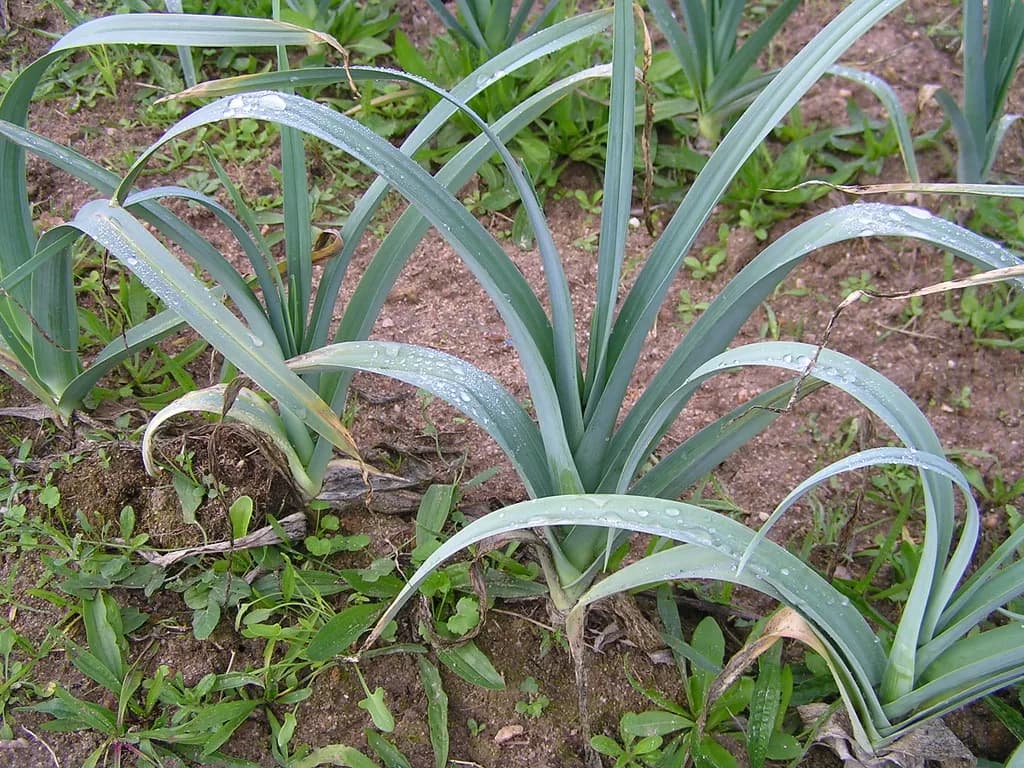 Allium porrum - Photo 1 sur 3