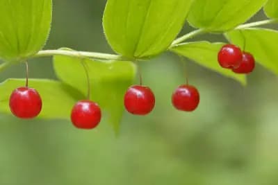 Photo de Streptote rose (Streptopus roseus), Arbuste