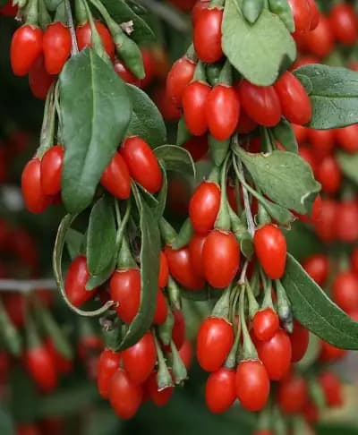Photo de Goji, Lyciet (Lycium barbarum), Arbuste
