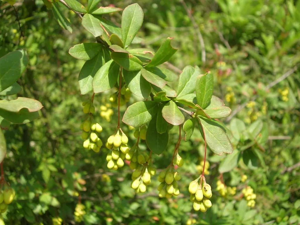 Berberis buxifolia - Photo 6 sur 9