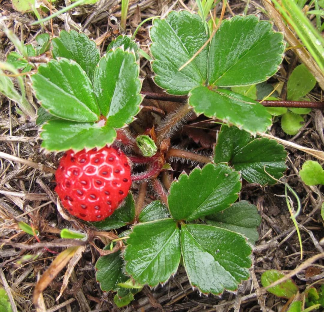 Fragaria chiloensis - Photo 3 sur 5