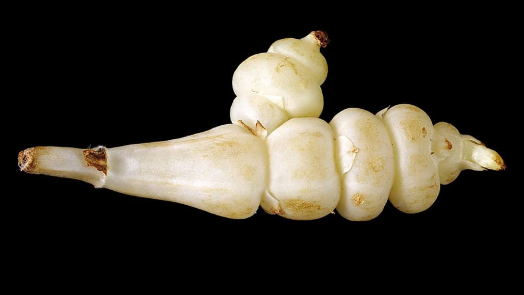 Stachys affinis - Photo 5 sur 5