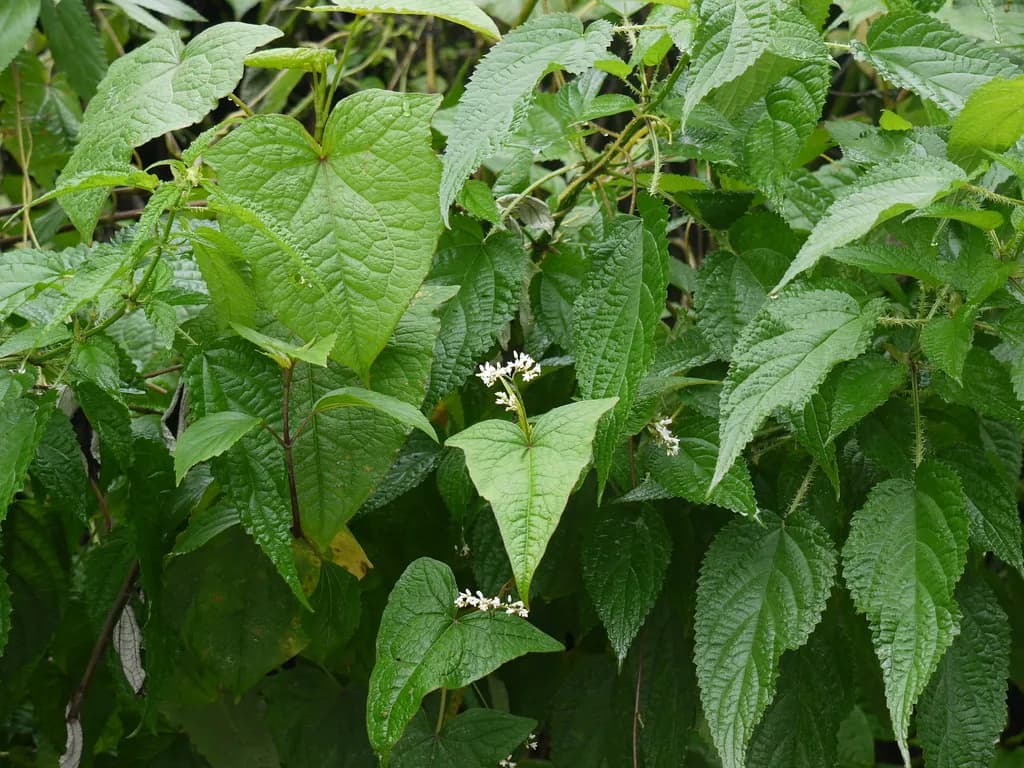 Fagopyrum dibotrys - Photo 2 sur 6