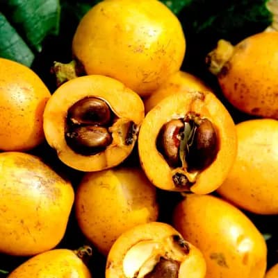 Photo de Néflier de Japon, Bibacier (Eriobotrya japonica), Canopée