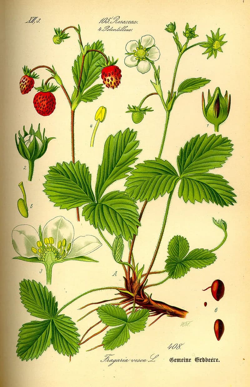 Fragaria vesca - Photo 3 sur 4