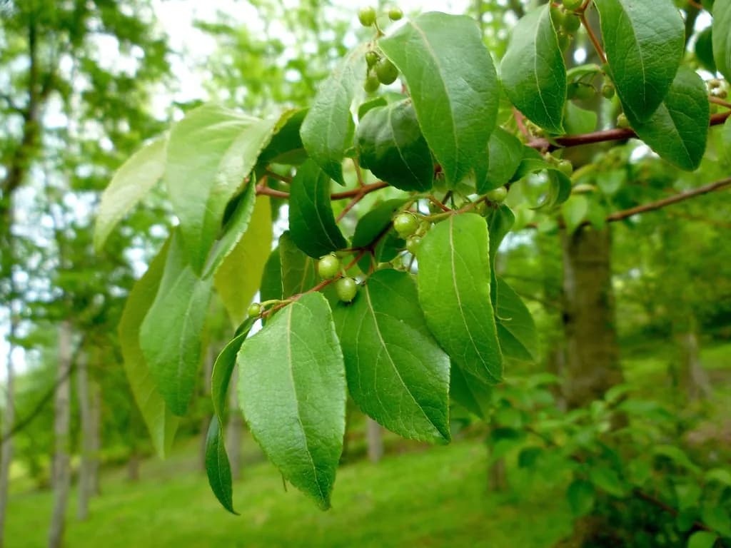 Aristotelia chilensis - Photo 5 sur 6