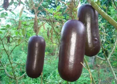 Photo de Melon Cassabanana (Sicana odorifera), Grimpante