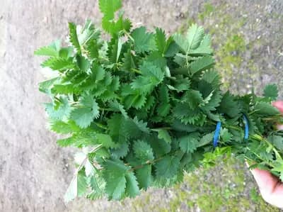 Photo de Pimprenelle (Sanguisorba minor), Couvre-sol