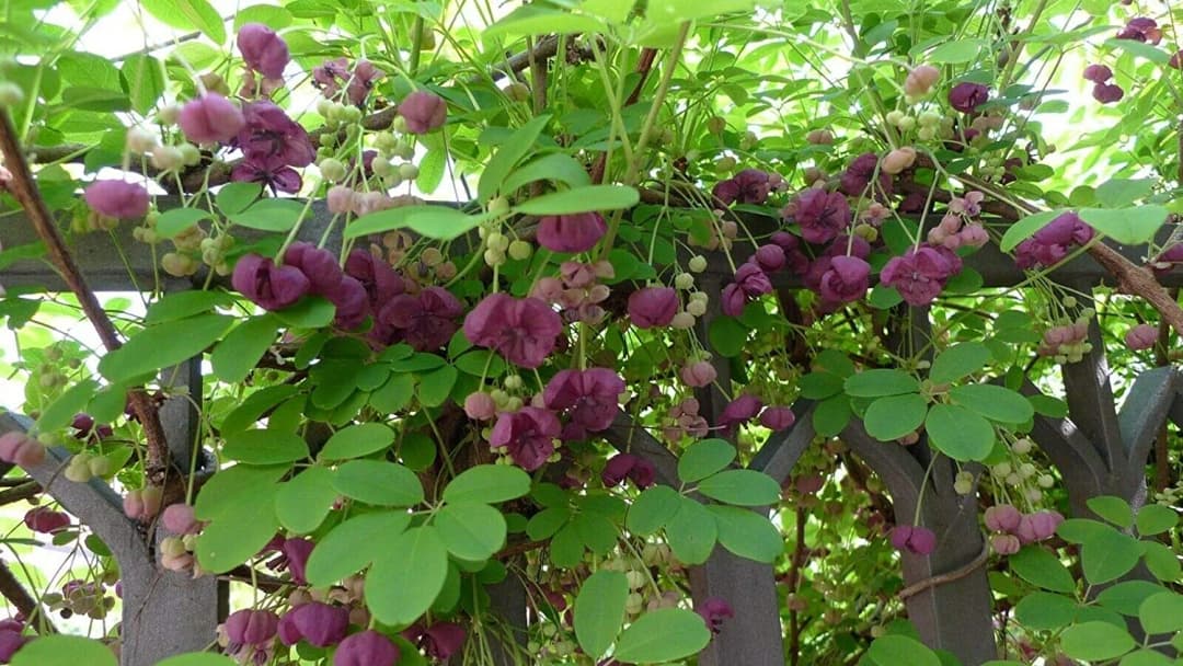 Akebia quinata - Photo 5 sur 6