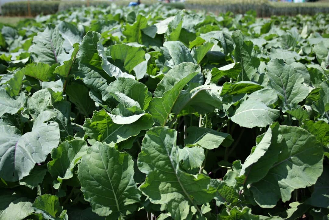 Brassica oleracea medullosa - Photo 1 sur 4