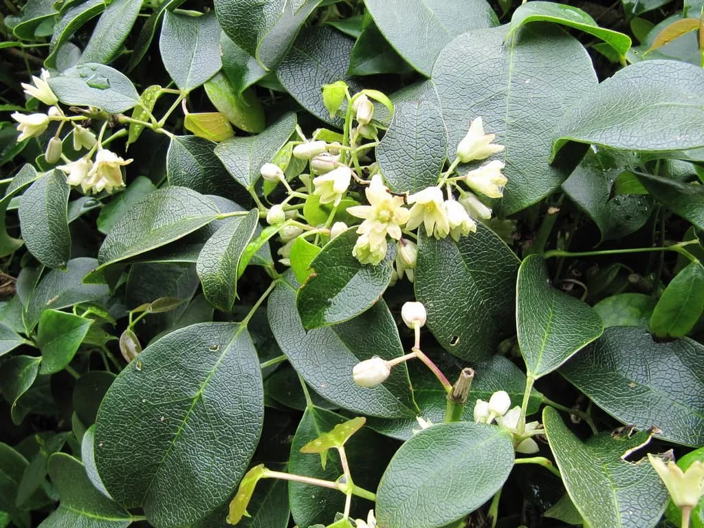 Holboellia latifolia - Photo 3 sur 5