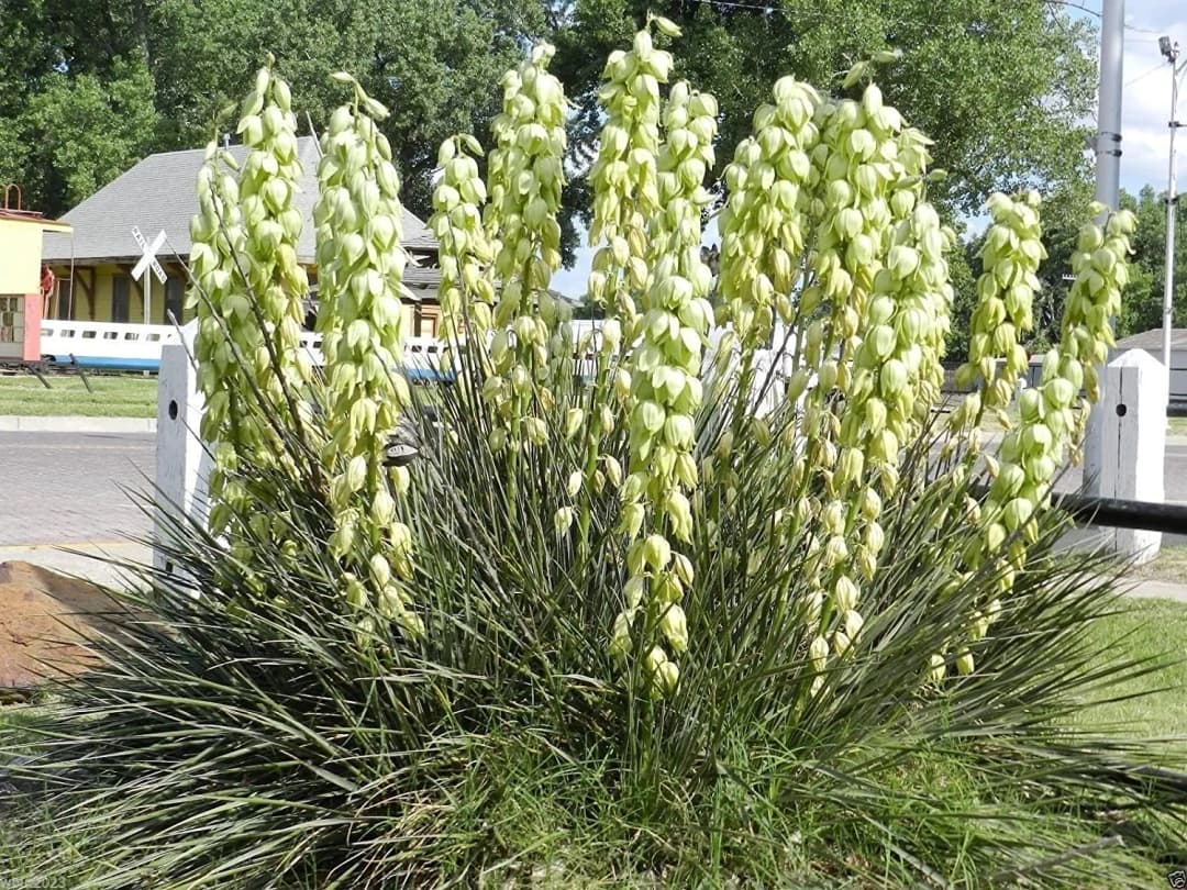 Yucca baccata - Photo 5 sur 5