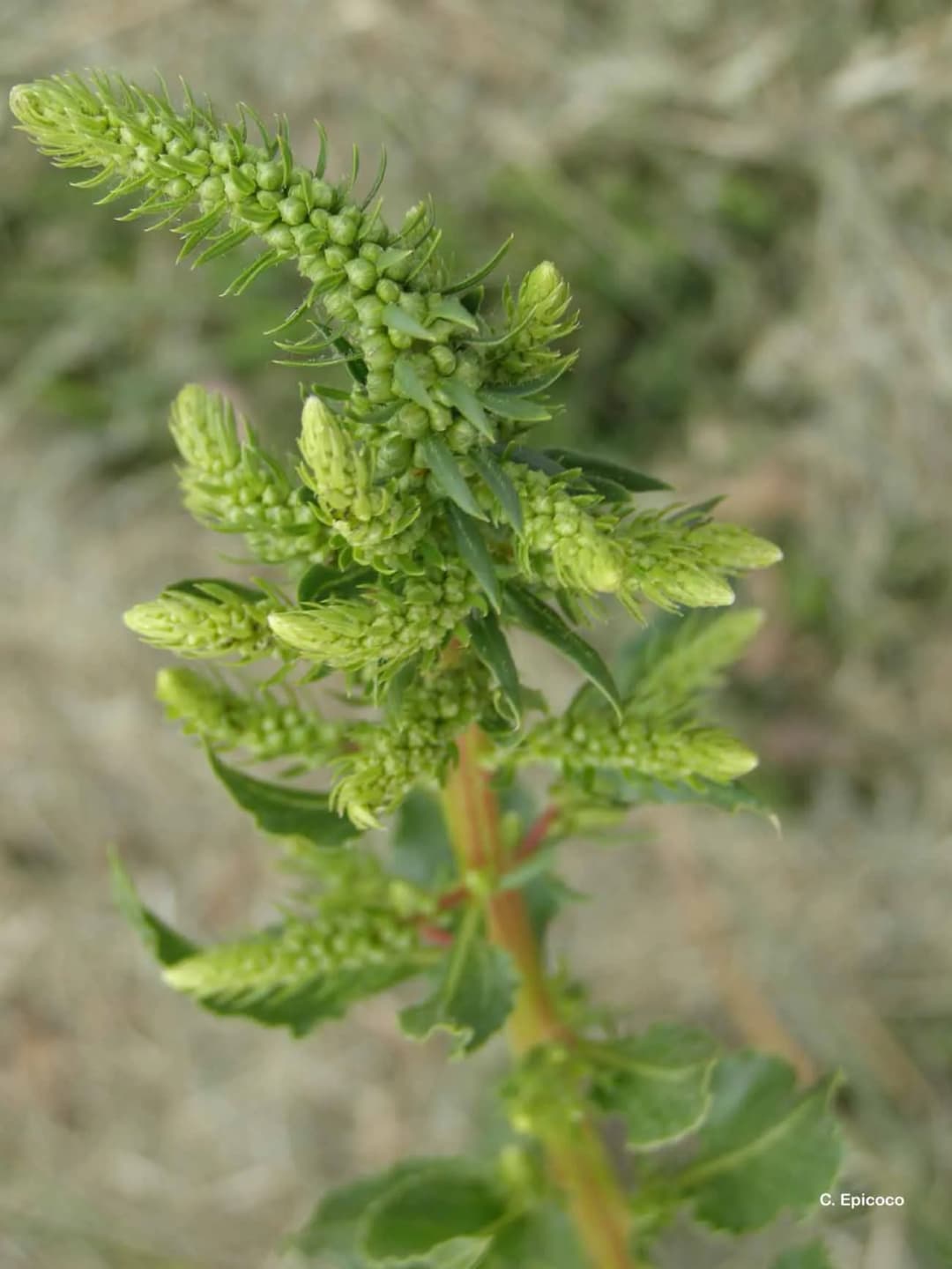 Beta vulgaris maritima - Photo 4 sur 4
