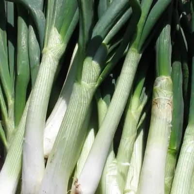 Photo de Cive rouge (Allium fistulosum), Couvre-sol