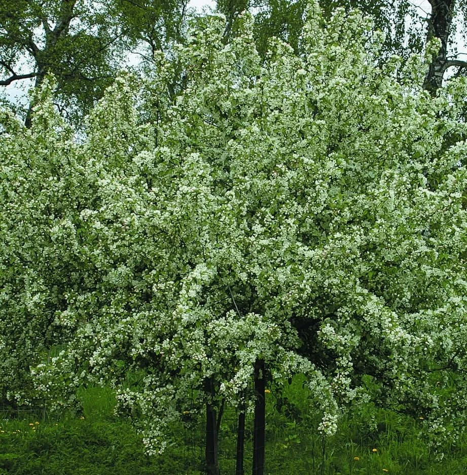 Malus baccata mandshurica - Photo 2 sur 5