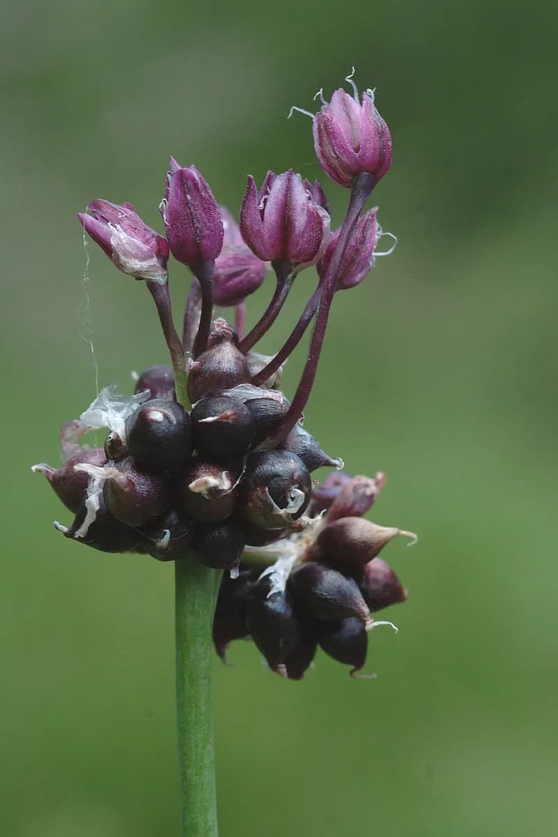 Allium scorodoprasum - Photo 3 sur 7