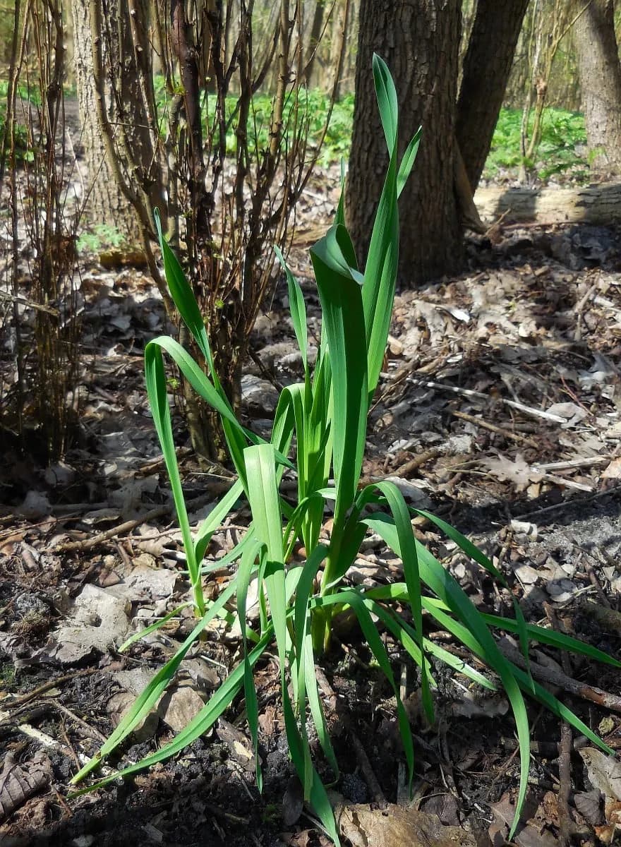 Allium scorodoprasum - Photo 6 sur 7