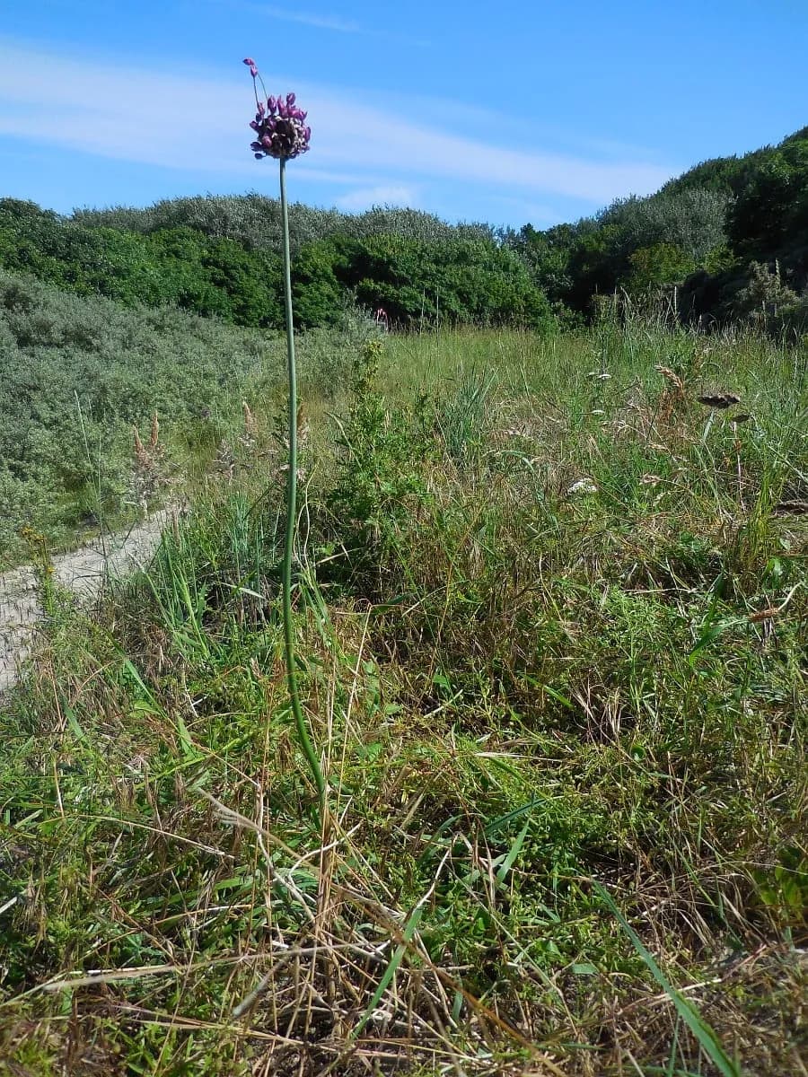 Allium scorodoprasum - Photo 5 sur 7