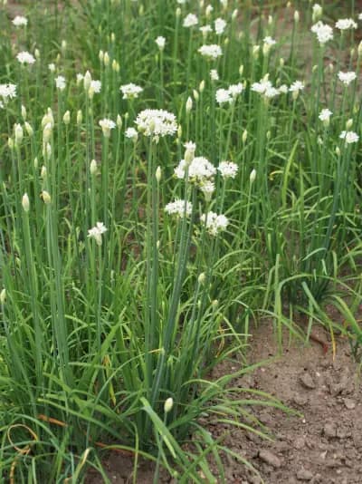 Photo de Ciboule de Chine ou Ail rocambole (Allium tuberosum), Couvre-sol