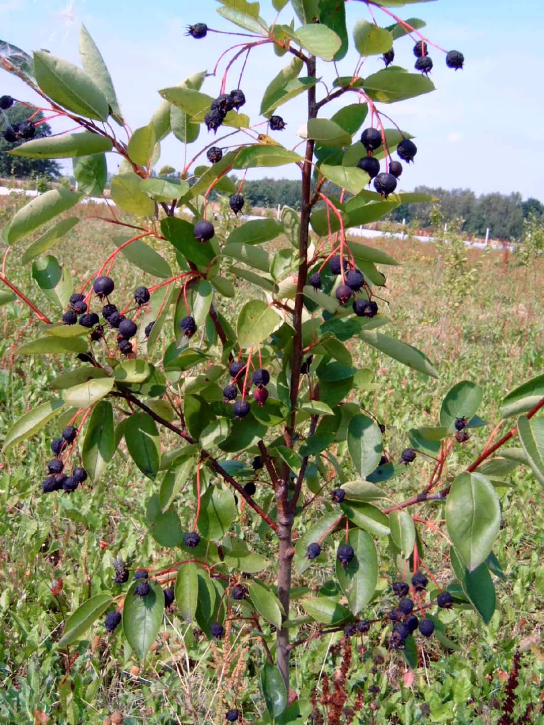Amelanchier lamarckii 'Ballerina' - Photo 6 sur 7