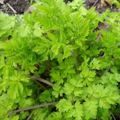 Photo de Cerfeuil (Anthriscus sylvestris), Couvre-sol