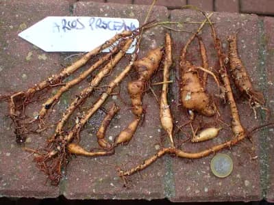 Photo de Apios de Price (Apios priceana), Grimpante