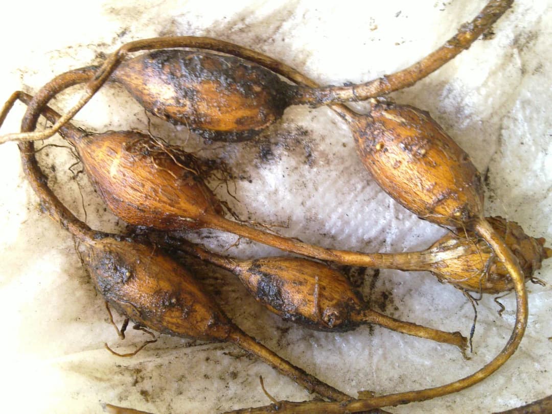 Apios americana - Photo 3 sur 5