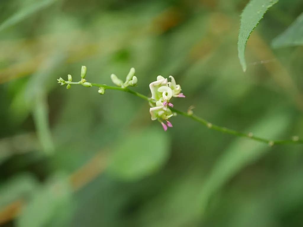 Apios fortunei - Photo 2 sur 4