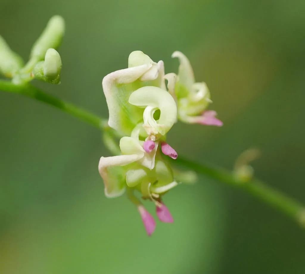 Apios fortunei - Photo 3 sur 4