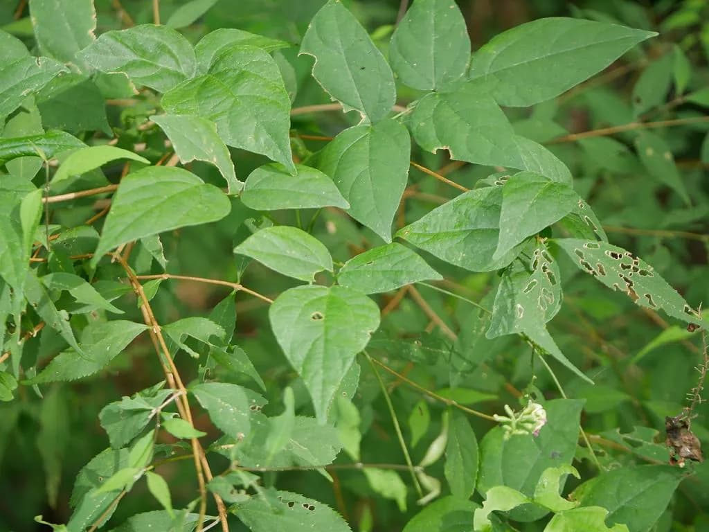 Apios fortunei - Photo 4 sur 4