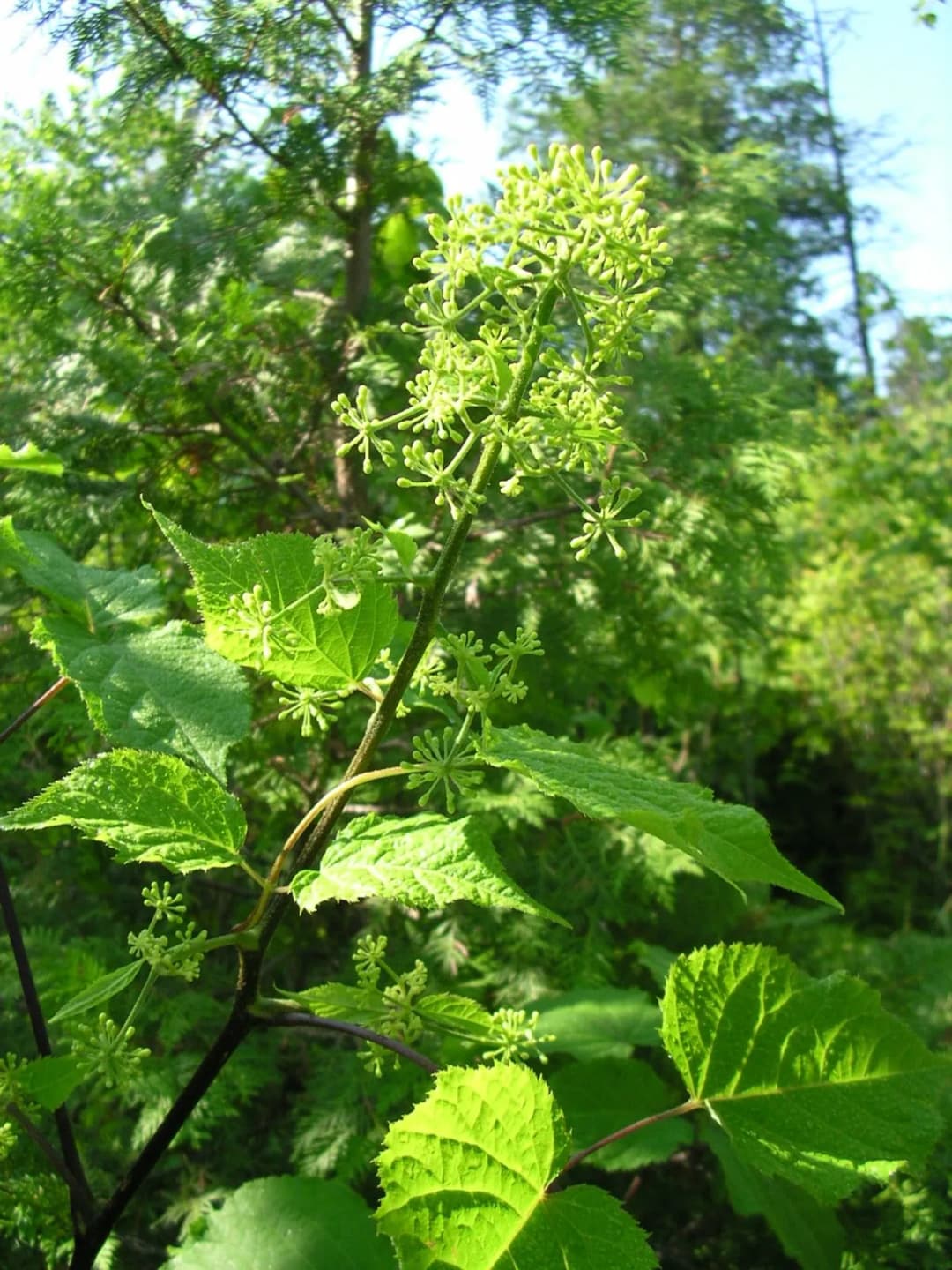 Aralia racemosa - Photo 4 sur 6
