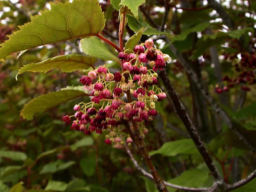 Aristotelia serrata - Photo 4 sur 4