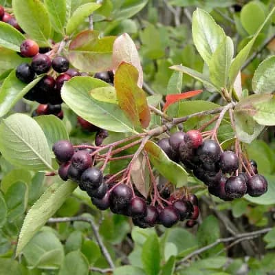 Photo de Aronie, Aronée (Aronia melanocarpa), Grimpante