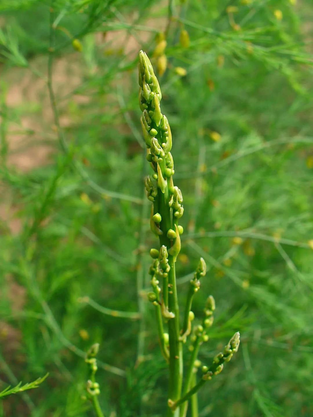 Asparagus officinalis - Photo 4 sur 6