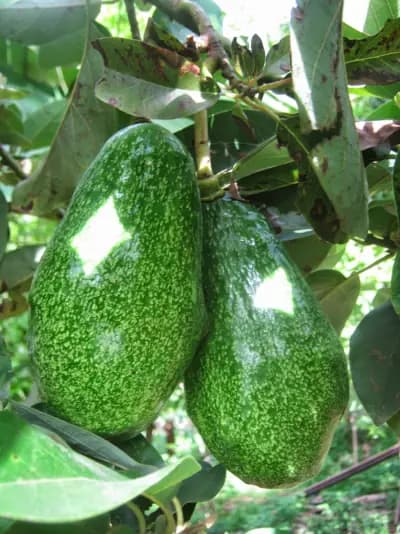 Photo de Avocatier (Persea americana), Canopée