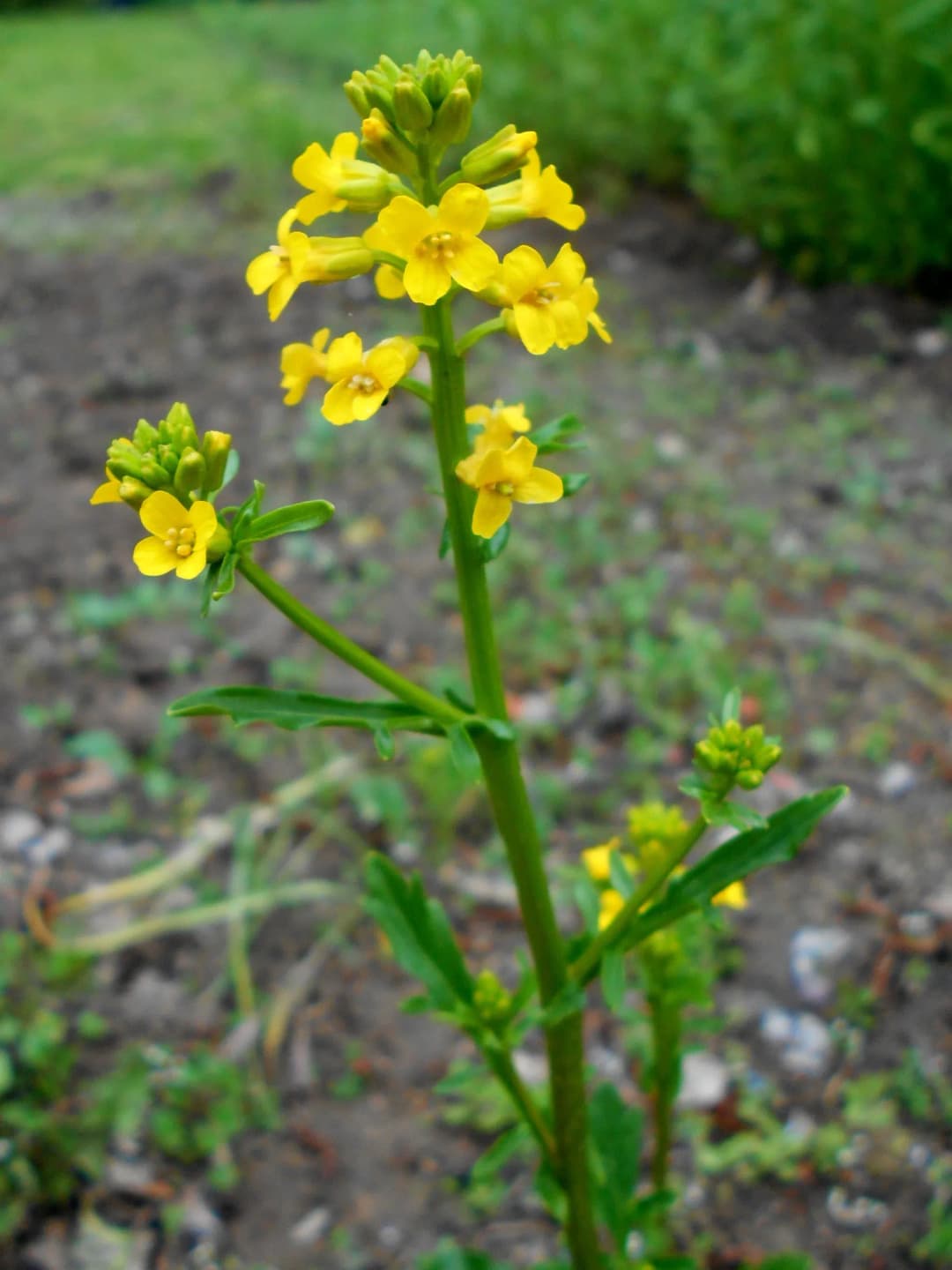 Barbarea verna - Photo 2 sur 4