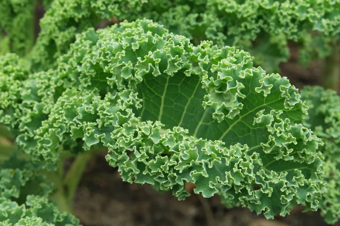 Brassica oleracea sabellica - Photo 3 sur 4