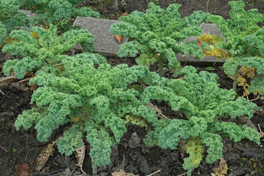 Brassica oleracea sabellica - Photo 2 sur 4