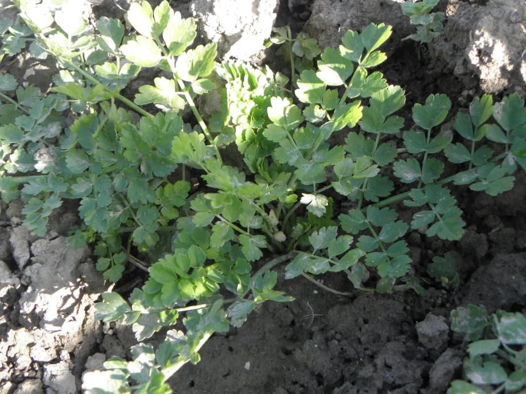 Bunium bulbocastanum - Photo 6 sur 6