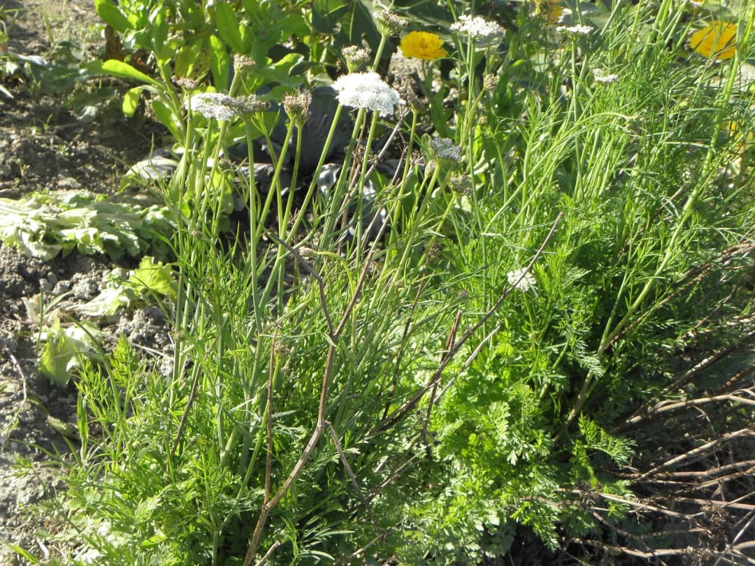 Bunium bulbocastanum - Photo 5 sur 6