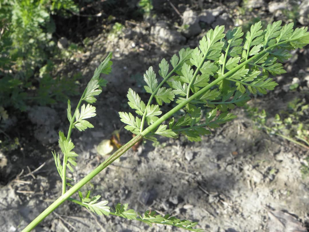 Bunium bulbocastanum - Photo 3 sur 6