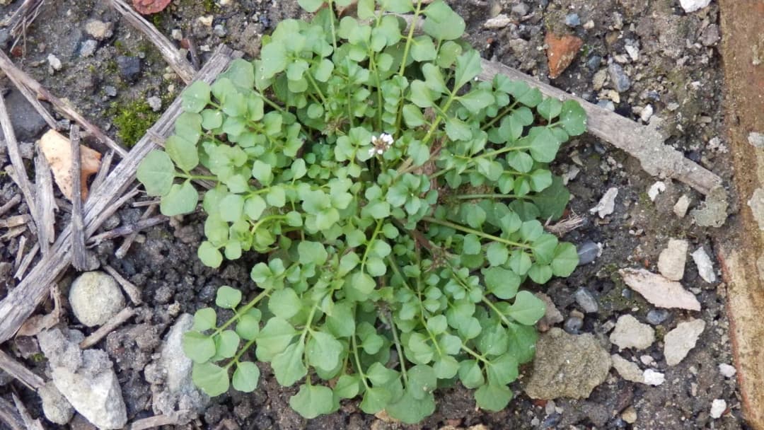 Cardamine hirsuta - Photo 5 sur 7