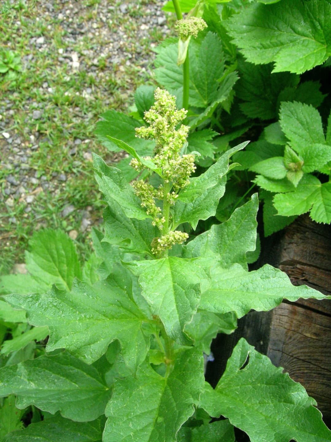 Chenopodium bonus-henricus - Photo 4 sur 6