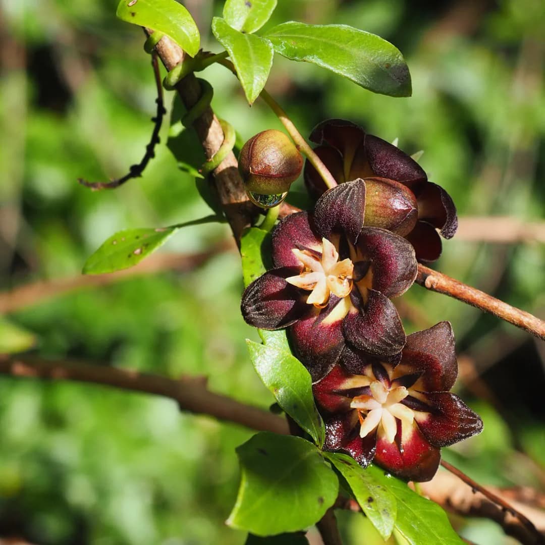 Lardizabala biternata - Photo 4 sur 5