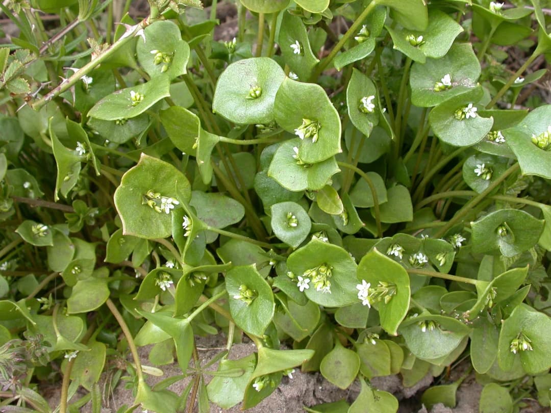 Claytonia perfoliata - Photo 3 sur 5