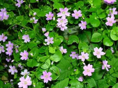 Photo de Claytone de Sibérie (Claytonia sibirica), Couvre-sol
